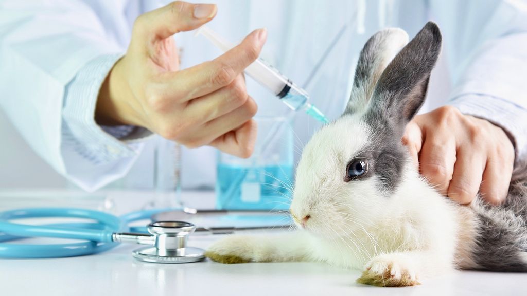 Understanding Animal Testing